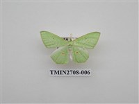 藏品(尺蛾255)的圖片